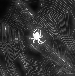 Meet your Posher, Jayden